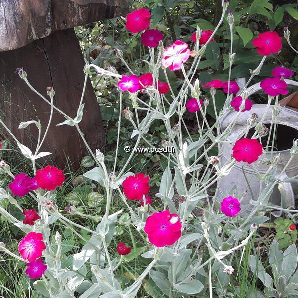 Lychnis coronaria (2)