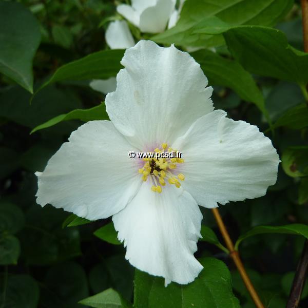 Philadelphus Belle Etoile (1)