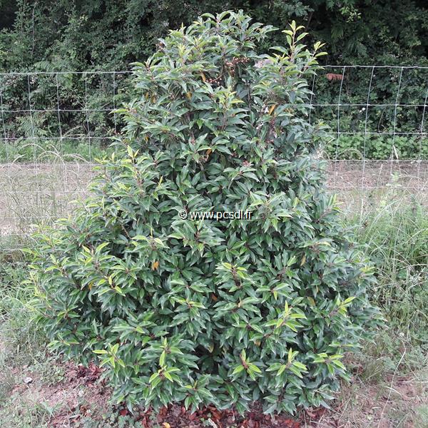 Prunus lusitanica (2)