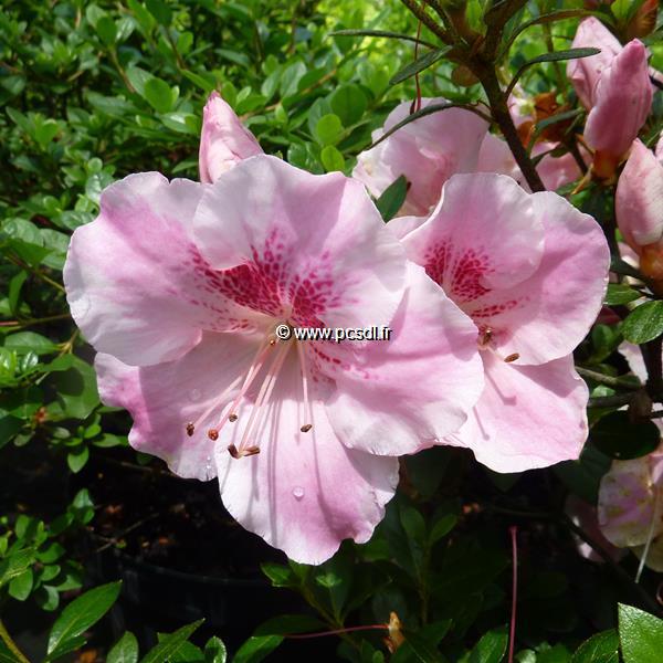 Rhododendron Haru no sono (2)