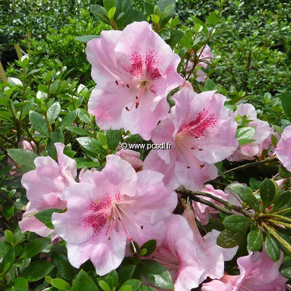 Rhododendron Haru no sono (1)