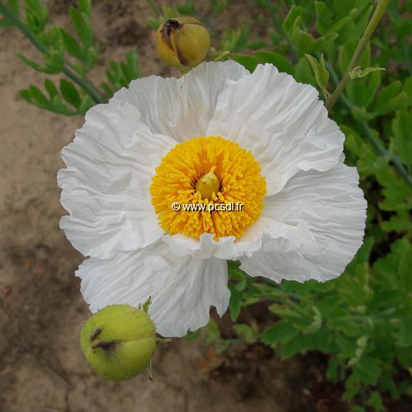Romneya coulteri (1)