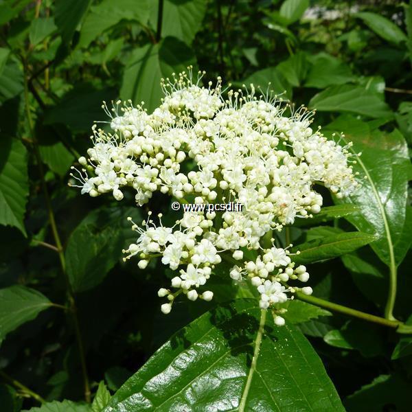 Viburnum nudum Pink Beauty