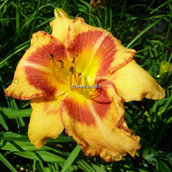 Hemerocallis All Fired Up