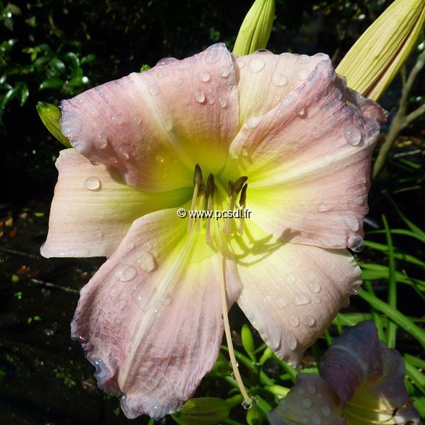 Hemerocallis Cindy Marie