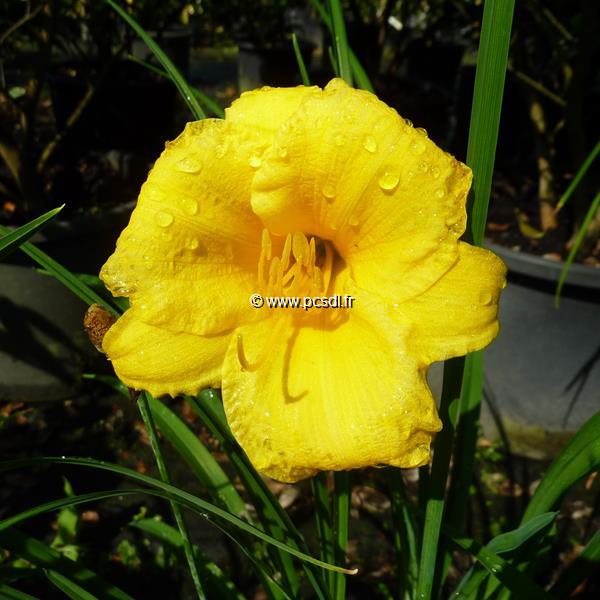 Hemerocallis Stella de Oro