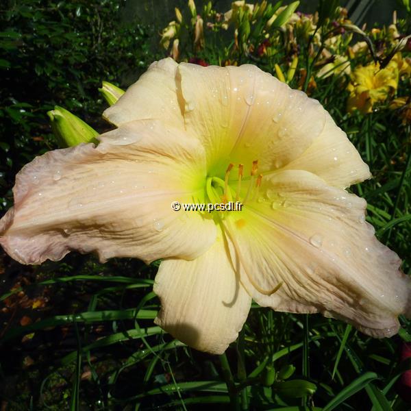 Hemerocallis Tender Love (1)