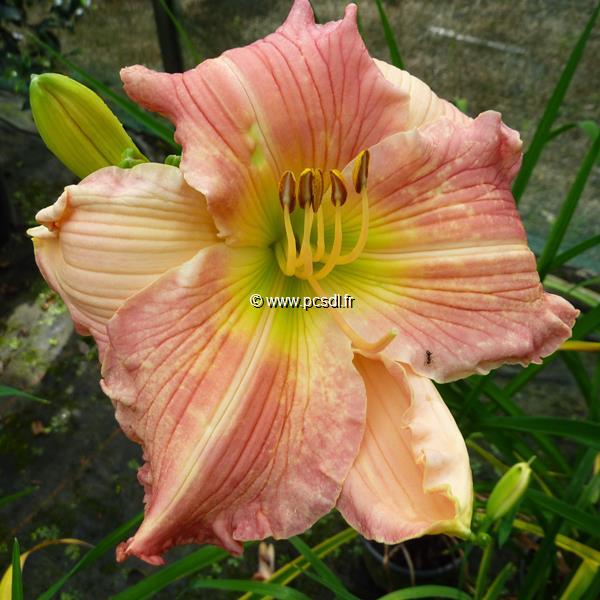 Hemerocallis China Bride (3)