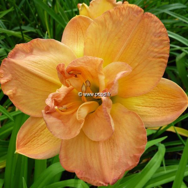 Hemerocallis France Joiner (1)