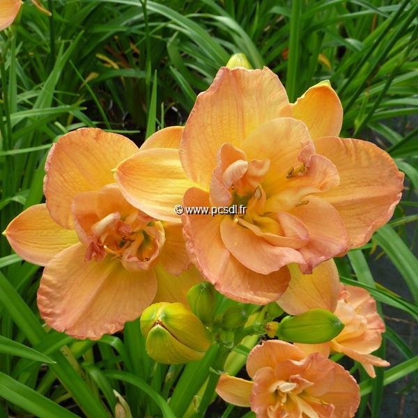 Hemerocallis France Joiner (3)