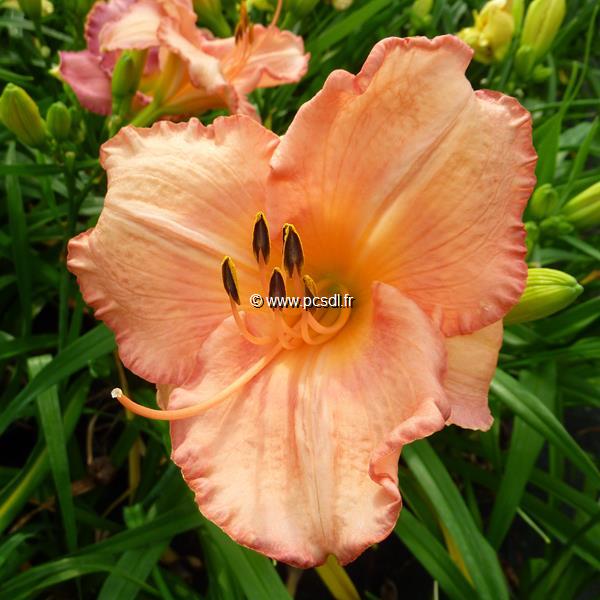 Hemerocallis Magic Kiss (1)