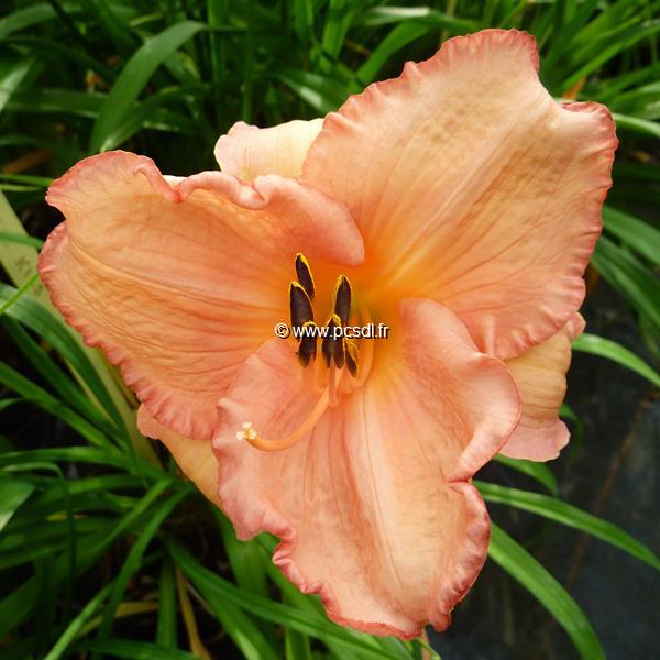 Hemerocallis Magic Kiss (2)