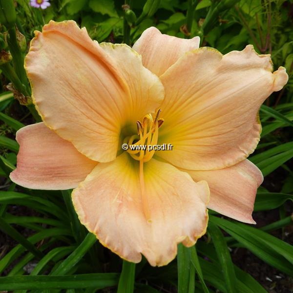 Hemerocallis Gemini