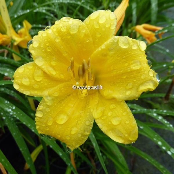 Hemerocallis Stella de Oro