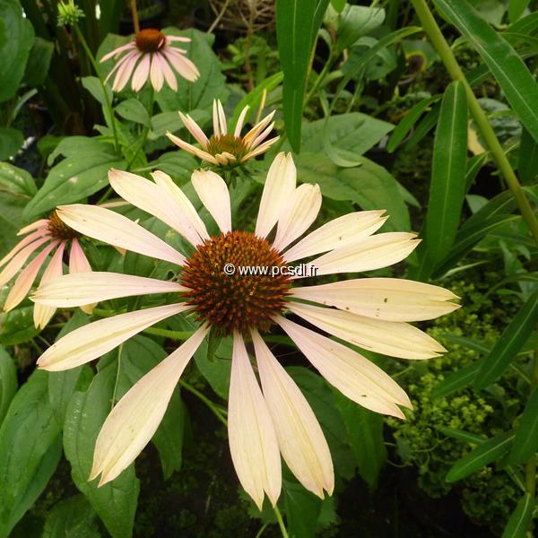 Echinacea Summer Sky (2)