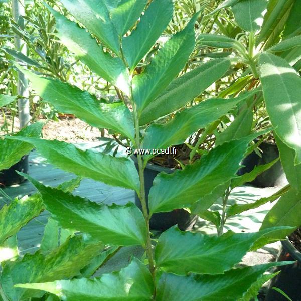 Cyrtomium falcatum (1)