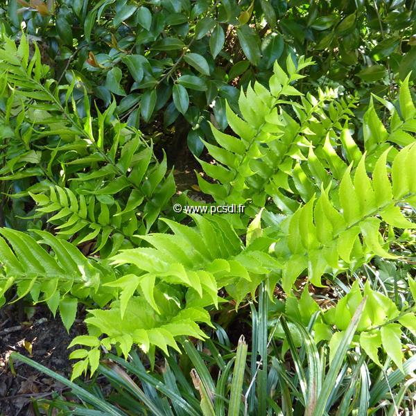 Cyrtomium falcatum