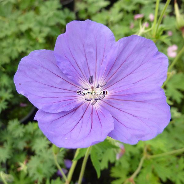 Geranium Orion (5)