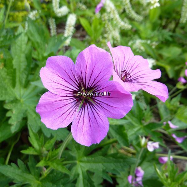 Geranium Patricia (1)