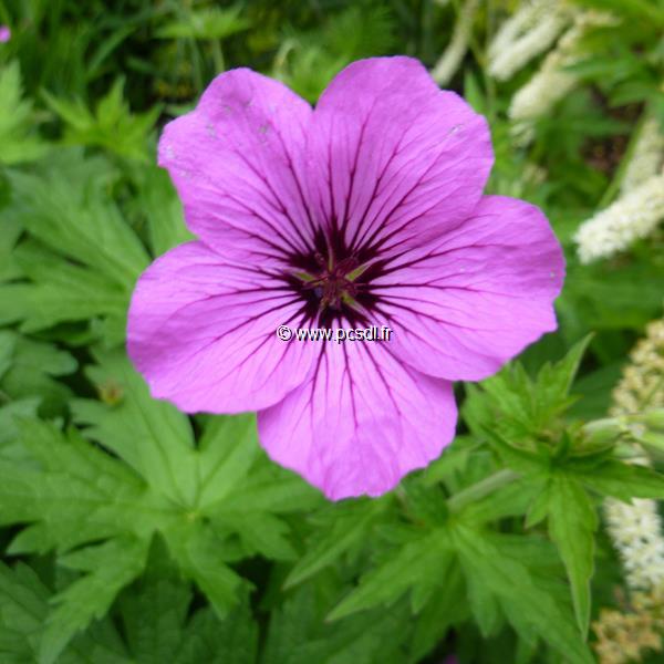 Geranium Patricia (3)