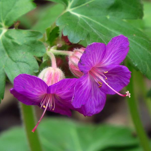 Geranium macrorrhizum