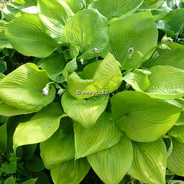 Hosta Sum &amp; Substance