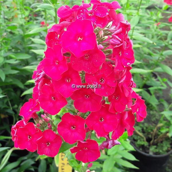 Phlox Red Flame