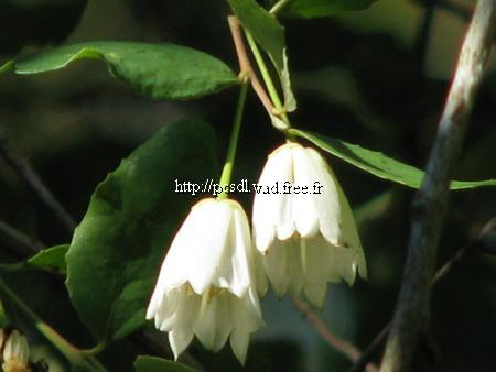 crinodendron%20patagua
