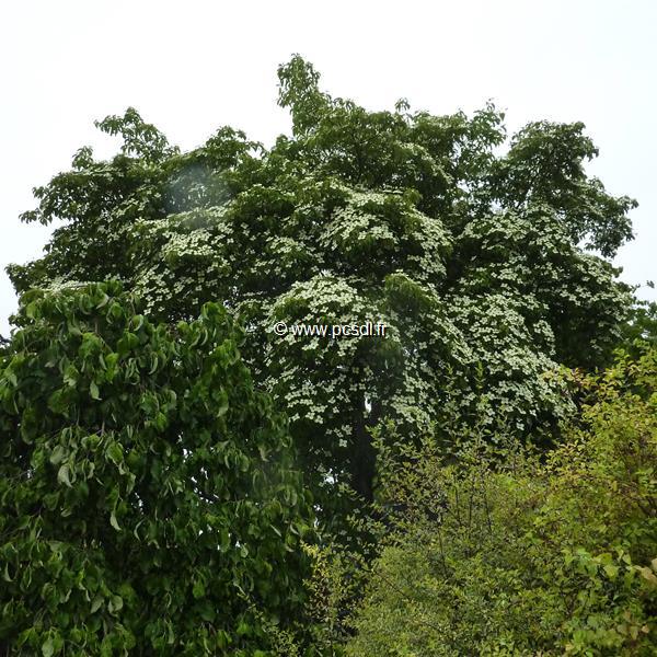 Cornus angustata