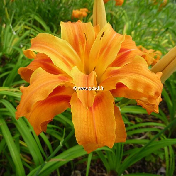 Hemerocallis fulva Flore Pleno