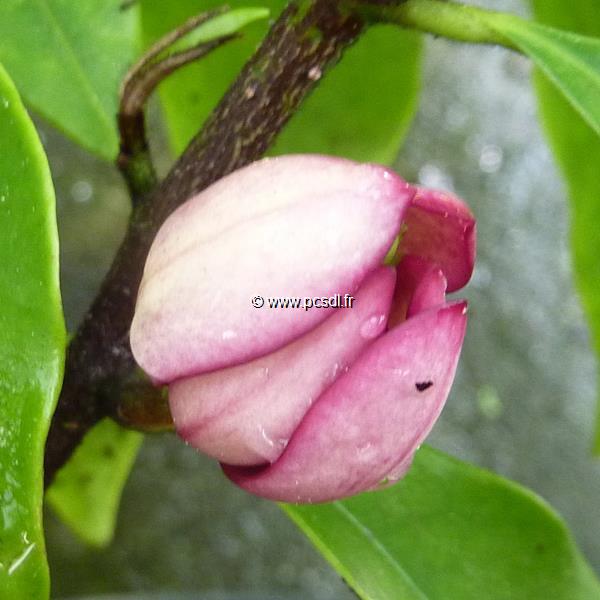 Magnolia figo