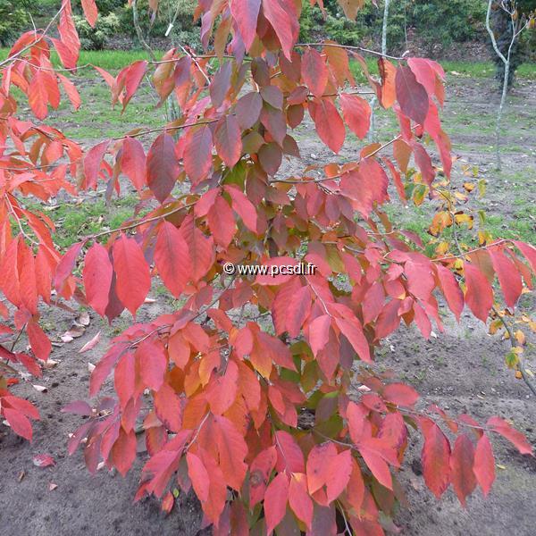 Nyssa sinensis (2)