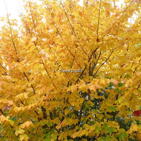 Parrotia persica Vanessa