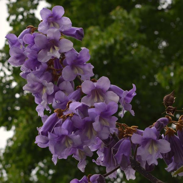 Paulownia tomentosa