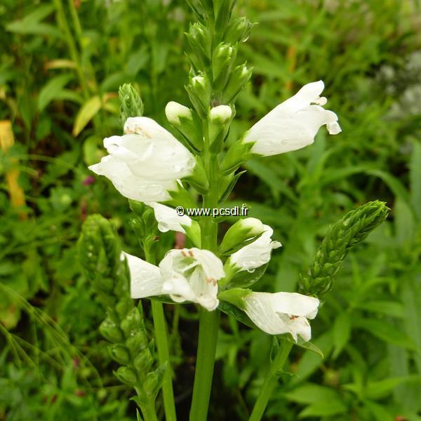 Physostegia virginiana Alba