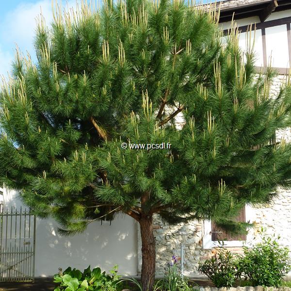 Pinus pinea - Tous les - Pépinières côte sud des landes