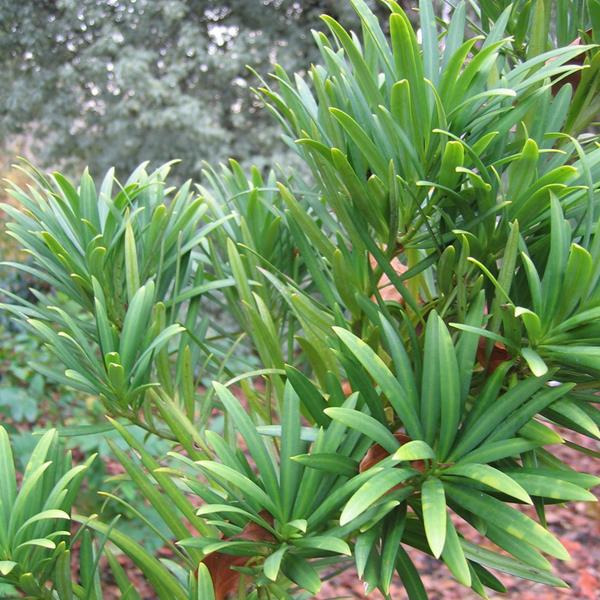 Podocarpus macrophyllus