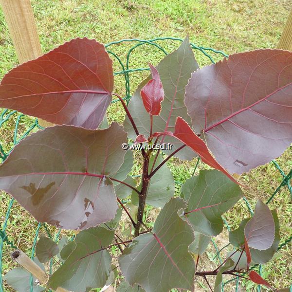 Populus deltoides Purple Tower