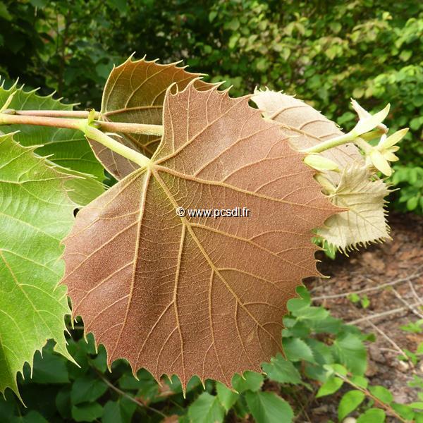 Tilia henryana (5)