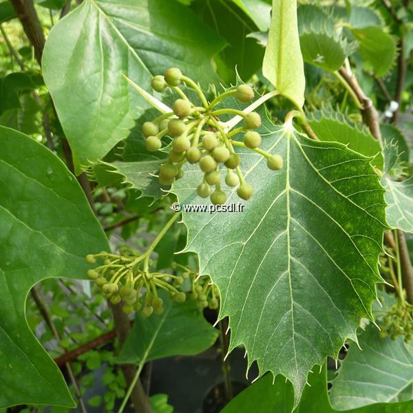 Tilia henryana (7)