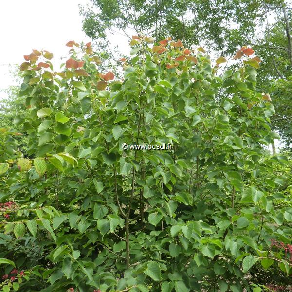 Tilia henryana (4)