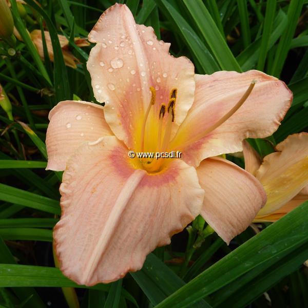 Hemerocallis Dancing Shiva (1)