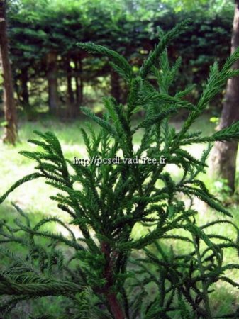 l_cryptomeria-japonica-rasen-sugi