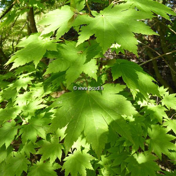 Acer japonicum Vitifolium (2)