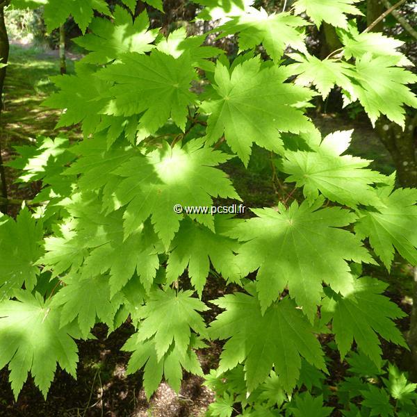 Acer japonicum Vitifolium (1)