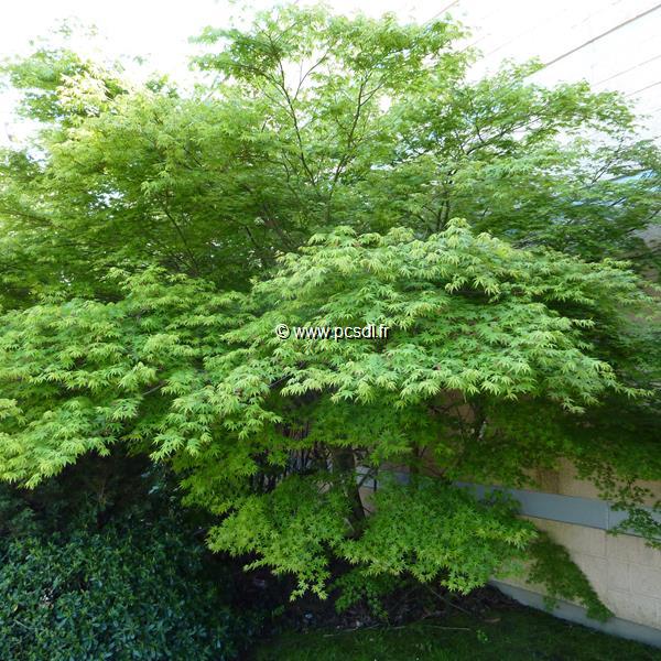 Acer palmatum (2)