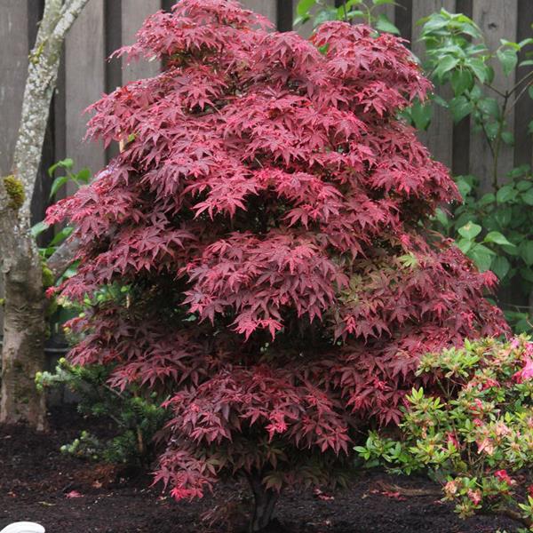 Acer palmatum Brandts Dwarf (6)