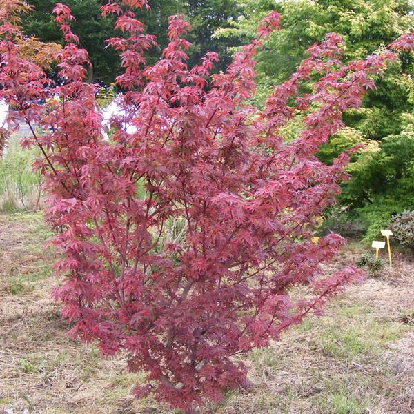 Acer palmatum Brandts Dwarf (9)
