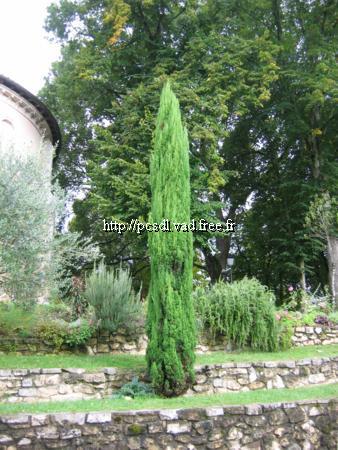 cupressus%20sempervirens%20totem