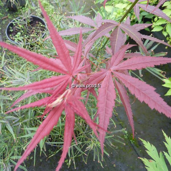 Acer palmatum Red Pygmy (6)